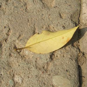 蜜臀AV色欲A片无码一区
